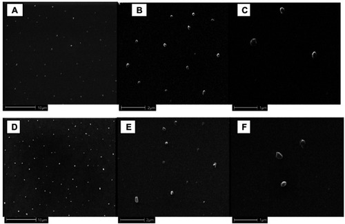 Figure 2 SEM photographs of curcumin nanosuspensions: TPGS-NS (A–C) and Tween-NS (D–F).Abbreviations: TPGS, D-α-tocopheryl polyethylene glycol 1,000 succinate; NS, nanosuspension; TPGS-NS, curcumin and TPGS; Tween-NS, curcumin and Tween 80.