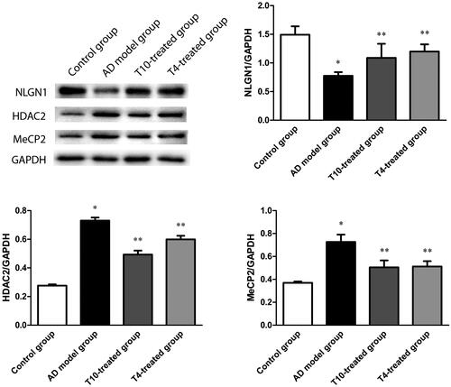 Figure 1. Western blots showed T10- and T4-induced increases in the levels of the NLGN1 protein and decreases in the levels of the HDAC2 and MeCP2 proteins in the hippocampus of AD mice. *p< 0.01 compared with the control group and **p< 0.01 compared with the AD model group.