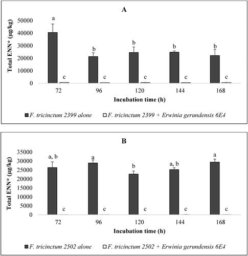 Figure 1. Enniatin (ENN) concentration in control (F. tricinctum alone) and co-culture (F. tricinctum + E. gerundensis) experiments in liquid medium. Panel A: Co-culture between F. tricinctum 2399 and E. gerundensis 6E4; Panel B: Co-culture between F. tricinctum 2502 and Erwinia gerundensis 6E4. Histograms (mean ± standard deviation) with different letters (a, b, c) are significantly different (p < 0.05). *Total ENN refers to the sum of enniatins A, A1, B, and B1.