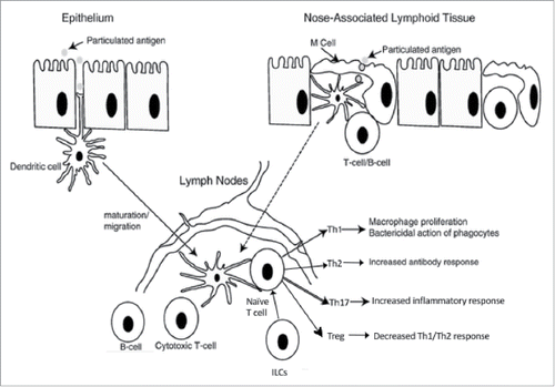 Figure 3. Pathways demonstrating how particulate antigen triggers local immune response in the nasal mucosa and systemic immune response via the NALT, adapted from Csaba (2009)Citation21.
