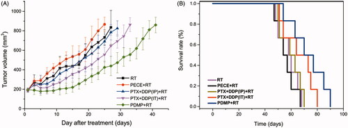 Figure 2. Treatment with PDMP + RT inhibited tumor growth in a subcutaneous HeLa model. (A) Suppression of tumor growth after PDMP + RT treatment in mice; (B) mouse survival curves per group; PTX: paclitaxel; DDP: cisplatin; PDMP: mixing mPEG-PCL/PTX micelles with DDP-loaded PECE hydrogels; IP: intraperitoneal injection; IT: intratumoral injection.