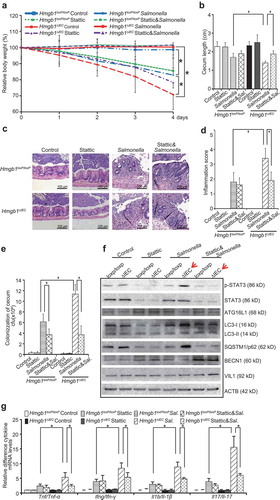 Figure 9. The inhibition of STAT3 activity restored autophagic responses and reduces bacterial infection and invasion in vivo. (a) Relative body weight changes in Stattic-treated mice with/without Salmonella infection. (n = 5 mice/group, ANOVA test, *P < 0.05). (b) The cecum length of the Stattic treated Hmgb1ΔIEC mice was significantly longer than the Hmgb1ΔIEC mice without treatment. (n = 5, student’s t-test, *p < 0.05.) (c) Representative H&E staining and (d) pathology scores of intestine tissues from Stattic-treated mice with/without Salmonella infection. (n = 5, student’s t-test, *p < 0.05). (e) Salmonella concentrations in the cecum of in Hmgb1loxP/loxP and Hmgb1ΔIEC Stattic-treated mice with/without Salmonella infection. (n = 5, student’s t-test, *p < 0.05). (f) Changes of p-STAT3 and autophagic responses to Salmonella infection and Stattic treatment. (g) Stattic treatment significantly reduced mRNA levels of Tnf/Tnf-α, Ifng/Ifn-γ, Il1b/Il-1β, and Il17/Il-17 in Hmgb1ΔIEC mice post infection in colon. Data are shown as means ± SD from 3 replicates; student’s t-test, *p < 0.05.