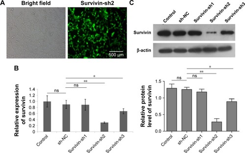 Figure 2 Adenovirus-mediated survivin shRNA downregulated survivin expression in A431 cells.Notes: (A) Survivin-sh2 transfection efficiency was measured with microscopy by GFP expression in A431 cells. Scale bar: 500 µm. q-PCR (B) and Western blot (C) analysis of survivin levels in cells infected with control-shNC and survivin-shRNAs. All data are expressed as mean ± SD. *P<0.05 and **P<0.01.Abbreviations: GFP, green fluorescent protein; ns, not significantly different.