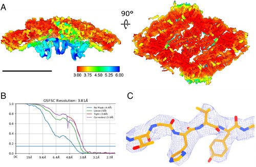 Figure 3. Local reconstruction of a single envelope protein raft (two asymmetric units). (A) – Locally sharpened density map, colored according to the local resolution, scale bar 10 nm, (B) – Global resolution estimation with Fourier shell correlation, (C) – Visualization of model fitting, isosurface shown at 3σ.