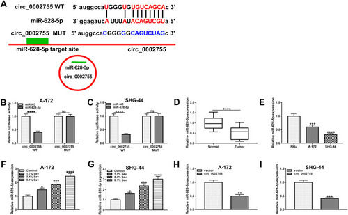 Figure 4 Circ_0002755 directly targeted miR-628-5p in glioma cells. (A) The target sites between circ_0002755 and miR-628-5p were predicated by starBase. (B and C) The dual-luciferase reporter assay was employed to verify the interaction between circ_0002755 and miR-628-5p in glioma cells. (D and E) The qRT-PCR was performed to detect the level of miR-628-5p in glioma tissues and cells, as well as normal brain tissues and NHA cells. (F and G) The level of miR-628-5p in control and Sev-treated glioma cells was determined by qRT-PCR. (H and I) The level of miR-628-5p in glioma cells transfected with circ_0002755 or vector was measured by qRT-PCR. *P< 0.05, **P< 0.01. ***P< 0.001. ****P< 0.0001.