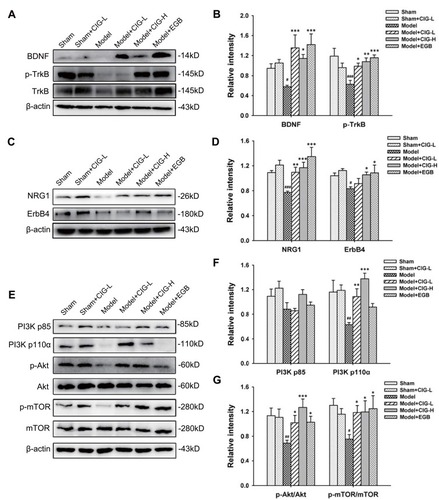 Figure 6 Effects of CIG on BDNF/TrkB, NRG/ErbB, and PI3K/Akt/mTOR pathways in the corpus callosum of MCAO rats.