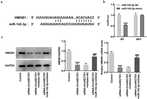 Figure 8. circHECTD1 acts on scar fibrosis through miR-142-3p/HMGB1. (a) TargetScan database shows complementarity between miR-142-3p and HMGB1 3’-UTR. (b) miR-142-3p targets HMGB1 verified by luciferase reporter assay. ***P < 0.001 versus wt-HMGB1 + miR-142-3p NC; n = 3. (c) HMGB1 expression detected by RT-qPCR and western blot. ***P < 0.001 versus control, ###P < 0.001 versus siRNA-circHECTD1 + inhibitor-NC; n = 3.