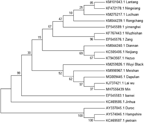 Figure 1. Phylogenetic relationships (maximum-likelihood) among the species of the Sus scrofa based on the mitochondrial genome nucleotide sequence. Numbers beside the nodes are percentages of 1000 bootstrap values. Alphanumeric terms indicate the GenBank accession numbers.
