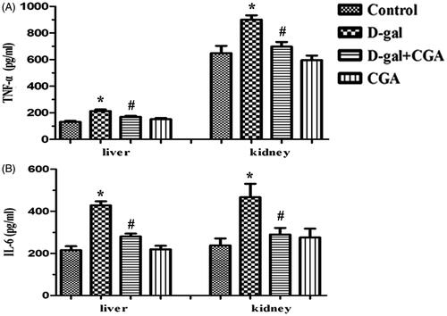 Figure 4. Effect of CGA on tumor necrosis factor-α (TNF-α) and interleukin-6 (IL-6) levels in the liver (A) and kidney (B) of d-gal-induced mice. Values are expressed as mean ± SD (n = 6).