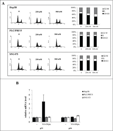 Figure 4. VO-OHpic induced cell cycle arrest and increased the expression of p21 mRNA in Hep3B cells. (A) Representative images of cell cycle analysis in Hep3B, PLC/PRF/5 and SNU475 cells treated with 500 nM of VO-OHpic for 72 hours. Cells were stained with propidium iodide and DNA content of cells was analyzed by flow cytometry. (B) Expression of p21 and p16 mRNAs were analyzed by quantitative RT-PCR in HCC cells. Hep3B, PLC/PRF/5 and SNU475 cells were treated with the 500 nM of VO-OHpic for 72 hours. Relative expression was calculated as ratio of drug-treated samples versus control (DMSO) and corrected by the quantified expression level of β-actin. The results shown are the means ± SD of three experiments, each performed in triplicate.