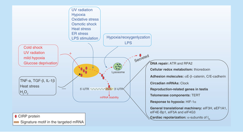 Figure 2.  The cellular response of intracellular CIRP and its role upon stress.CIRP transcription and expression can be affected either upregulated or downregulated in response to various stress. CIRP is predominantly localized in the nucleus but can migrate to cytoplasm upon stress condition, and acts as an RNA chaperone regulating mRNA stability through its binding signature site in the 3′-UTR of its targets, which includes genes involved in DNA repair (ATR, RPA2), cellular redox metabolism (thiroredoxin), adhesion molecules (αE/β-catenin, C/E-cadherin), circadian mRNA (clock), reproduction-related genes in testis and TERT, response to hypoxia (HIF-1α), general translational machinery (eIF3H, eEF1A1, eIF4E-Bp1, eIF5A, and eIF4G3), and cardiac repolarization (α-subunits of Ito). In addition, CIRP can also be secreted into extracellular space through lysosome pathway upon stimulation by LPS or hypoxia/reoxygenation.HIF-1α; Hypoxia-inducible factor 1α; TERT: Telomerase component.