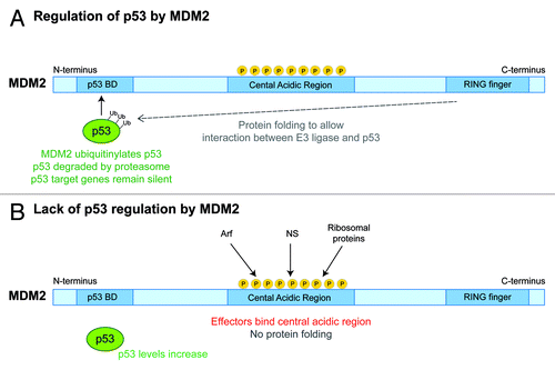 Figure 3. MDM2 and p53 Regulation. MDM2 has three main functional domains: a N-terminal p53-binding domain, a central acidic region, and a carboxy RING finger, which has E3 ubiquitin ligase activity.Citation72 (A) MDM2 folds such that the carboxy RING finger domain interacts with p53 bound at MDM2’s N-terminus. p53 is then ubiquitinylated and targeted for degradation.Citation66,Citation70 (B) Protein folding is prevented when certain proteins such as ARF, Nucleostemin (NS), or other ribosomal proteins bind to the phosphorylated central domain of MDM2. This results in stabilization and accumulation of p53 levels.Citation100,Citation103