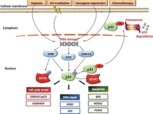 Figure 3. Activation of the p53 pathway. Oncogene induction, stress signals, UV irradiation and chemotherapy may activate the p53 signaling pathway. As a consequence, ATM, ATR, CHK1 and CHK2 phosphorylate both MDM2 and p53. ATM, ATR, CHK1 and CHK2 are kinase proteins that are activated by DNA damage and play a pivotal role in activating the DNA damage response machinery. On the one hand, phosphorylation of MDM2 inhibits its normal activity. Inhibition of MDM2 activity, in turn, prevents p53 ubiquitination and proteasome degradation. On the other hand, p53 phosphorylation stabilizes the protein thus upregulating the transcription of TP53 target genes. p53 target genes include genes that negatively regulate the cell cycle (CDKN1A, GADD45A), genes involved in the DNA repair machinery (DDB2 and XPC), and proapoptotic genes (BAX, NOXA1 and PUMA). Therefore, activation of the pathway by an array of stimuli induces the accumulation of the p53 protein in the nucleus by two distinct biochemical mechanisms, represented by reduced protein degradation and increased protein stabilization. In turn, nuclear accumulation of p53 leads to inhibition of cell cycle, enhanced DNA repair, and increased apoptosis