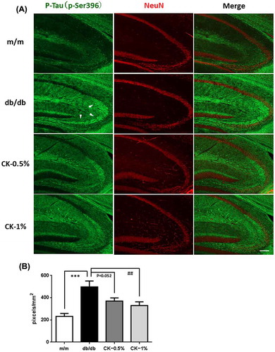 Figure 9. Effects of the dried peel powder of C. kawachiensis on the expression of phosphorylated Tau at 396 of serine in the hippocampus in experiment 2. (A) Sagittal sections were stained with the anti-pSer396 (green) and NeuN (red) antibodies. White arrowheads indicate hippocampal mossy fiber. The scale bar shows 100 μm. (B) Quantitative analysis of pSer396-positive signals in hippocampal mossy fiber using ImageJ software. Values are means ± SEM. Symbols show significant differences between the following conditions: m/m vs db/db (***p < 0.001), and db/db vs CK-1% (## p < 0.01).