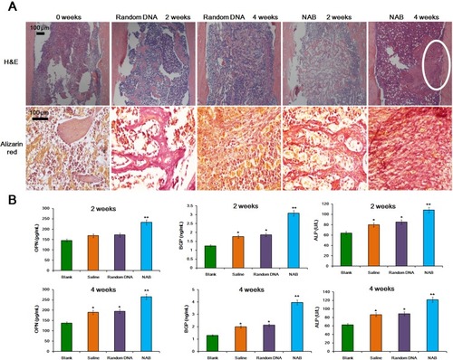 Figure 7 Potential MSCs recruitment by NAB in vivo. (A) H&E staining and Alizarin red staining. Representative H&E staining (20×) showed that hematomas, accompanied by lots of trabecular bone growth could be observed in the NAB group at 2 weeks, while the random DNA group was not that obvious; At 4 weeks, the trabecular bone growth the NAB group gradually matured. Absorption and shaping occurred. Attaching growth of bone could be observed on the inner side of the cortical bone as the white circle highlighted, while the control group remained in the trabecular bone growth stage. Alizarin red staining (40×) images of bone defect region show distinct calcium contents between NAB and random DNA group at either 2 weeks or 4 weeks. (B) Serology assessment. Serum markers of osteogenetic processes such as OPN, BGP, and ALP were analyzed at the 2 or 4 weeks after the initiation regiment. Each bar represents means with SD of six replicates. *P<0.05; **P<0.01.