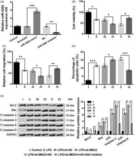 Figure 5. Effects of long non-coding RNA MEG3 silence on LPS-induced WI-38 cell injury were alleviated by miR-4262 inhibition. (A) Expression of miR-4262 by qRT-PCR. (B) Cell viability by CCK-8 assay. (C) Cell migration by Transwell assay. (D) Cell apoptosis by flow cytometry. (E) Expression of apoptosis-associated proteins by Western blot analysis. Data presented are the mean ± SEM of at least three independent experiments. *p < .05; **p < .01; ***p < .001. P-: pro; C-: cleaved; C/P: cleaved/pro; MW: molecular weight; NC: negative control of miR-4262 inhibitor.