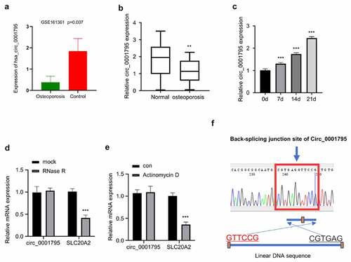 Figure 1. Circ_0001795 is downregulated in OP patients and is upregulated during osteogenic differentiation. (a) Based on the analysis of circRNA profiling of exosomes isolated from OP patients (N = 3) and healthy controls (N = 3) (GSE161361), circ_0001795 was significantly downregulated in OP patients. (b) Circ_0001795 expression was analyzed in bone marrow tissue samples of 30 OP patients and 20 healthy controls by qRT‐PCR. (c) Circ_0001795 expression was analyzed by qRT‐PCR during osteogenic differentiation for 0, 7th, 14th, 21th days. (d) Circ_0001795, rather than linear SLC20A2, resisted to Rnase R digestion in hBMSCs. (e) Relative expression of circ_0001795 and linear SLC20A2 in hBMSCs treated with actinomycin D at 24 h. (f) Result of sanger sequence showed the back-splicing pattern and junction site of circ_0001795.