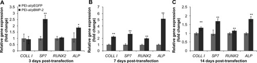 Figure 4 Expression of specific osteogenic genes (COLL I, SP7, RUNX2, ALP) of BMSCs evaluated by qPCR at 3, 7, and 14 days post-transfection with PEI–al/pEGFP and PEI–al/pBMP-2 complexes. (A) 3 days post-transfection. (B) 7 days post-transfection. (C) 14 days post-transfection.Notes: *P<0.05; **P<0.01.Abbreviations: ALP, alkaline phosphatase; COLL I, I type collagen; pBMP-2, plasmid of bone morphogenetic protein 2; PEI–al/pEGFP, polyethylenimine–alginate/plasmid of enhanced green fluorescent protein; qPCR, real-time quantitative polymerase chain reaction; RUNX2, runt-related transcription factor 2; SP7, Osterix; BMSCs, bone marrow mesenchymal stem cells.