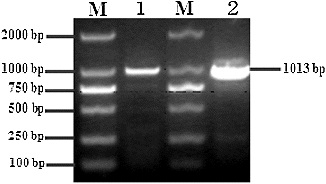 Figure 1. RT-PCR result for the DRA genes from gayal (1) and gaytle (2). M: DL2000 DNA marker.