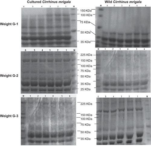 Figure 2a Protein profile of cultured and wild Cirrhina mrigala of three weight groups on 10% SDS-PAGE (Lane [1–6] fish sample and marker [M]).