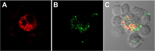 Figure 3 Confocal fluorescence images showing the uptake of Escherichia coli particles and polystyrene particles (200 nm) by dendritic cells (unpublished data). Dendritic cells derived from peripheral blood mononuclear cells were co-cultured with T-cells and incubated with inactivated E. coli particles labeled with a pH sensitive dye that becomes fluorescent in an acidic environment (A; red) and FITC-loaded 200 nm polystyrene particles (B, green). The overlay image (C) shows that the bigger cells (ie, dendritic cells), but not T-cells, had internalized particles. Both E. coli and polystyrene particles were co-localized in intracellular acidic compartments.