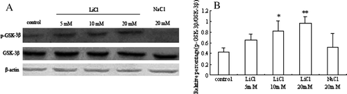 Figure 4.  The effects of LiCl on phospho-GSK-3β and total GSK-3β in skeletal myoblasts. (A) Representative immunoblots of phospho-GSK-3β and total GSK-3β from different treatment groups. (B) A quantitative analysis of the ratio of phospho-GSK-3β (Ser9) to total GSK-3β from five independent experiments is shown in the graph. Values are mean±SEM. *p < 0.05 and **p < 0.01 versus control.