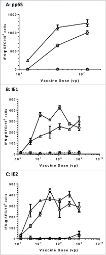 Figure 4. Comparable immunogenicity of wild-type versus modified HCMV antigens in mice. C57BL/6 × Balb/c F1 mice (n = 10) were immunized with the indicated vaccine and dose, and the spleen cells from four mice were pooled and assessed for IFN-γ secretion in response to re-stimulation with corresponding antigen pp65 (A), IE1 (B) and IE2(C) peptide pools in ELISPOT assays. Open circles in plots represent vaccines with wild-type antigens and open triangle represent vaccines with modified antigens. DMSO at the same concentration as in peptide pools was used as negative control (dashed lines). Number of spot forming cells (SFC) on y axis was plotted against vaccine doses of viral particles (vp) on x axis.