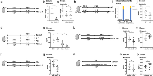 Figure 3. L. R, L. I, L. J or E. coli colonization affects melatonin production in vivo.