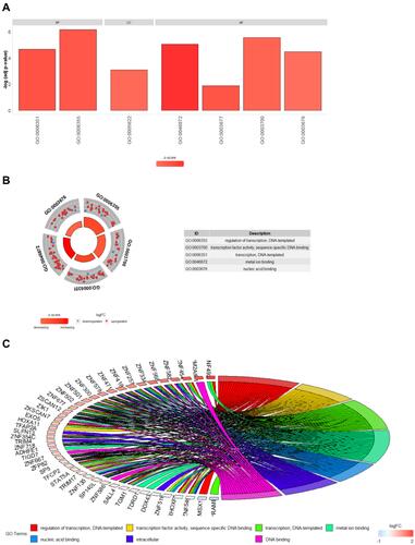 Figure 2 Results of GO enrichment analysis of 144 methylation-driven genes. (A) GO analysis divided methylation-driven genes into three functional groups: MF, BP, and CC; (B) GO enrichment significance items of methylation-driven genes in different functional groups; (C) distribution of methylation-driven genes for different GO-enriched functions.