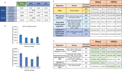 Figure 4. Prognosis of HLA-A and HLA-B based on immune signatures. A. Correlation between HLA-A and HLA-B expression and the expression of T cell activated genes (GZMA, GZMB, and PRF1). B. HLA-A and HLA-B expression in different breast cancer subtypes. C. The table shows the hazard ratio and the Kaplan-Meier p value, as described in material and methods, for HLA-A and HLA-B, and three immune signatures previously described for relapse-free survival (RFS) and overall survival (OS), in basal and HER2+ breast tumors. D. Inclusion of HLA-A and HLA-B in previously validated signatures. Those signatures which predictive capacity improved with the inclusion of HLA-A and HLA-B are highlighted in green.