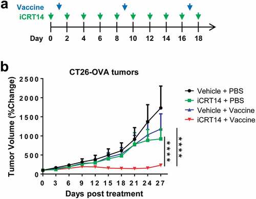 Figure 4. iCRT14 synergizes with vaccine therapy for tumor control. (a) Scheme of tumor vaccine and iCRT14 treatments. (b) Tumor growth of CT26-OVA tumors upon tumor vaccine, iCRT14 or combination treatments. n = 5/group. **** P < .0001