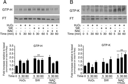 Figure 4. Increase in GTP-bound H-Ras in reactive astrocytes by redox stimulation. Acutely stimulated murine astrocytes were subjected to commercial c-Raf-1 RBD pull-down assay. Cells were grown and stimulated as indicated after or not pre-loading with the ROS scavenger N-Acetyl cysteine in complete serum (labels: SW, serum withdrawal; H2O2, hydrogen peroxide addition; NAC, N-Acetyl cysteine). H-Ras and K-Ras GTP-bound fractions were quantified by immunoblot after GST-RBD pull-down assay as described in Methods. Panel A shows immunoblot analysis of GTP-bound H-Ras and its flow-through (F.T.). The immunoblot is probed with the specific antibody anti-H-Ras (#MAB3291). Panel B shows immunoblot analysis of GTP-bound K-Ras and its flow-through (F.T.); the immunoblot is probed with the specific anti-K-Ras (Proteintech #12063-1-AP). Results represent the average of two independent experiments. Histogram representation of the quantitative densitometric analysis of GTP-bound fraction of each isoform and values are total Ras relative variation (see Supplementary Figure S14, Dataset Figure 4) **P < 0.0001; *P < 0.001; °P < 0.05 as compared with the untreated astrocytes (Student’s t-test).