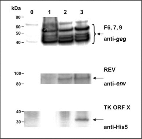 Figure 5.  Western blot analysis of total cell lysates of chicken embryo skin (CES) cells infected with parent virus or recombinant fowlpox virus (rFPV). Lane 0, parent virus; lane 1, rFPV containing one gene [human immunodeficiency virus type 1 (HIV-1) gag-pol]; lane 2, rFPV containing two genes (HIV-1 gag-pol and env); lane 3, rFPV containing three genes (HIV-1 gag-pol, env, and tat/rev). Blots are labeled according to the insertion site: F6, 7, 9 for HIV-1 gag-pol, reticuloendotheliosis provirus (REV) for HIV-1 env; and TK ORF X for HIV-1 tat/rev. Gag gene products were detected with an antibody to p24, env gene products were detected with an antibody raised to recombinant expressed HIV-1 Env, and tat/rev gene products were detected using a monoclonal antibody to the penta-histidine (His5) linker. TK ORF X, thymidine kinase (TK) gene and the unchracterized gene ORF X.