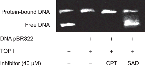 Figure 3.  Representative image of the agarose gel electrophoresis for EMSA between pBR322 DNA and topo I. Supercoiled pBR322 was incubated without excess of topo I (100 U) in the presence of the test compound at 37°C for 6 min. The reaction was started by addition of DNA. Samples were assembled in the order compound, topo I, topo I inhibitor. This experiment was repeated three times with similar results.