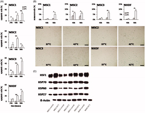 Figure 6. Hyperthermia leads to both increased apoptosis and senescence levels in MSCs. (A) Percentage of apoptotic MSCs and NHDFs determined by levels of activated caspase-3 at 24, 48 and 96 h after hyperthermia with up to 42 °C. (B) Percentage of senescent cells assessed by β-galactosidase staining at 48 and 96 h after hyperthermia. Representative images showing β-galactosidase staining of hyperthermia-treated MSCs and NHDFs. 10× objective, scale bar 200 µm. (C) Western Blot analyses of HSF1, HSP70, HSP60 and HSP27 at 24 h after hyperthermia treatment in MSCs and NHDFs. β-actin was used as loading control. *p < 0.05, **p < 0.01, ***p < 0.001.