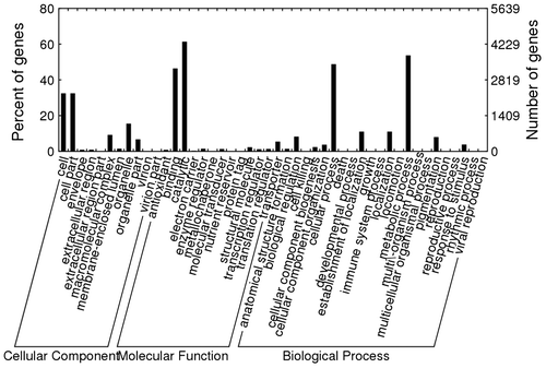 Fig. 4. Gene ontology distribution for the C. gallica HTC.
