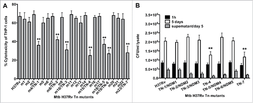 Figure 1. (A) LDH levels was measured in THP-1 monolayers that were infected with the Mtb wild-type and transposon mutants at a MOI of 10 bacterium to 1 cell, and the percentage of necrosis was calculated according to the manufacturer's protocol. The MOI used was 10. **, p < 0.01, the significance of differences between Mtb transposon mutants and the wild-type. (B) Survival assay for Mtb necrosis deficient mutants in vitro. THP-1 cells were infected with Mtb wild-type and 7 NDMs for 1h and 5 days; CFUs were recorded from lysed macrophages as well as from the supernatants of culture medium at day 5 post-infection. Results represent means ± standard error of the mean of 2 independent experiments. **, p < 0.01, the significance of differences between Mtb transposon mutants and the wild-type.