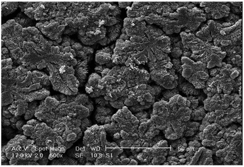 Figure 6. SEM image of PPDA-polymer.