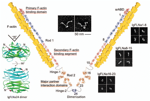 Figure 1 A schematic structure of FLNa molecule and the F-actin crosslink. This model was generated on PyMOL (www.pymol.org) by assembling Ig domains uploaded on protein data bank and by fitting them within rotary shadowed images of FLNa molecules. Structures were modeled using the Swiss model database (http://swissmodel.expasy.org). Rotary shadowed images of full-length FLNa and its subfragments are adopted from reference Citation12. The atomic structure of IgFLNa24 was generated on PyMOL (PDB accession number: 3CNK).