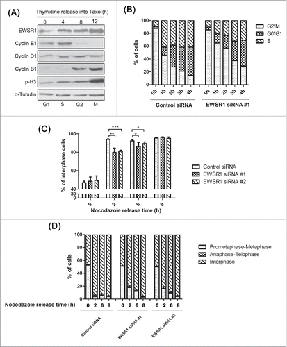 Figure 1. EWSR1 regulates cell cycle progression. (A) HeLa cells were treated with 2.5 mM thymidine for 18 h, and then released into 100 nM taxol for the indicated times. Cells were harvested and analyzed by western blot with anti-Cyclin E1, anti-Cyclin D1, anti-Cyclin B1, anti- phospho-histone H3, and anti-EWSR1 antibodies. (B-D) HeLa cells were transfected with negative control siRNA or EWSR1-specific siRNA oligos. Twenty-four hours after transfection, the cells were treated with 2.5 mM thymidine for 18 h, released in fresh culture for 3 h, and then treated with nocodazole for 12 h and released in fresh culture. The cells were harvested at various time points following nocodazole release as indicated and analyzed for DNA content by flow cytometry (B). Eight hours after nocodazole release, the cells were treated again with nocodazole to arrest cells in the next mitosis. The percentage of mitotic cells (n = 200 cells) at different time points after nocodazole release was determined by DNA staining (C). The percentage of cells in each mitotic stage was determined by DNA staining (D). All results are represented as the mean ± SD. of triplicate experiments. Student t test was used to compare the mean relative values between groups (*p < 0.05, **p < 0.01, ***p < 0.001).