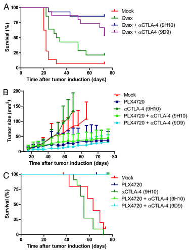 Figure 4. Addition of anti-CTLA-4 mAb treatment to PLX4720 treatment does not further improve tumor growth control, while it does when combined with Gvax-vaccination. (A) Nine week old female C57BL/6J mice were subcutaneously inoculated with 1x104 B16F10 cells in the shaven right flank at day 0. At day 0, 3 and 6 indicated mice received a subcutaneous injection in the contralateral flank with 150 Gray irradiated 1x106 GMCSF-expressing B16F10 cells (Gvax group, green line, n = 14) combined with intraperitoneal injections of 200 μg hamster-derived anti-CTLA-4 mAb clone 9H10 (blue line, n = 15) or 100 μg mouse-derived anti-CTLA-4 mAb clone 9D9 (purple line, n = 15). Tumor growth was followed over time by caliper measures and mice were sacrificed when tumors exceeded a 150 mm2 size or ulcerated. The survival of the different treatment groups was compared with that of mock treated mice (red line, n = 16) and depicted in a survival graph. (B) 4–10 week old Tyr::CreERT2PTENF−/−BRAFF-V600E/+ mice were induced on the flank and 31 d later, when average tumor size was 10 mm2, tumor-bearing mice were placed on mock treatment (red line, n = 11), PLX4720 treatment (dark blue line, n = 16), anti-CTLA-4 mAb clone 9H10 treatment (dark green line, n = 11) or PLX4720-treatment combined with either anti-CTLA-4 mAb clone 9H10 (light green line, n = 12) or clone 9D9 (light blue line, n = 8). Tumor growth was followed in two dimensions and graphed over time. (C) Survival of the mice described in Figure 4B was graphed over time.