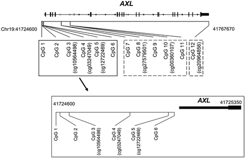 Figure 1. Genomic locations of AXL CpG sites under investigation.Solid black box: CpG sites in the promoter region (CpG1-CpG 6); dashed gray box: CpG sites in the gene-body region (CpG 7-CpG 11); dashed black box: CpG site in the 3ʹuntranslated region (CpG 12).Cg number in parenthesis: corresponding CpG locus in HM450 array.