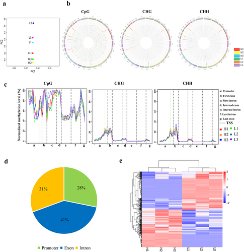 Figure 1. Overview of sperm DNA methylation and differential DNA methylation regions between the H and L groups. (a) PCA analysis on RRBS data of the H and L groups. (b) Distribution of 5mC in chromosomes. The colour from inside to outside the circle represents the sample order: H1, H2, H3, L1, L2, and L3. (c) Methylation ratio of mCpG, mCHG, and mCHH in gene elements. (d) Statistical analysis of gDMRs in the promoter, exon, and intron of genes. The percentage indicates the proportion of each kind of DMRs in the total number of DMRs. (e) Heatmap of gDMRs. Pink and blue bars represent the upregulated and downregulated methylation levels, respectively.