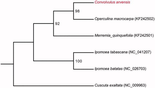 Figure 1. Phylogenetic relationships of six species based on chloroplast genome sequences. Bootstrap support is indicated for each branch.