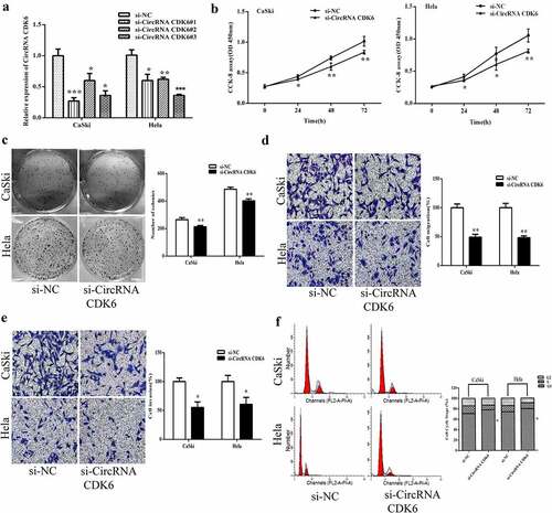 Figure 2. Silencing circCDK6 influences the function of cervical cancer cells. A. circCDK6 expression level was remarkably decreased in HeLa and CaSki cells transfected with si-circCDK6 as compared with the si-NC control. B. The proliferation in HeLa and CaSki cells transfected with si-circCDK6 at 0, 24, 48 and 72 was examined by the CCK-8 assay. C. The colony formation in the HeLa and CaSki cells transfected with si-circCDK6 was detected by the colony formation. D and E. The migration and invasion in HeLa and CaSki cells transfected with si-circCDK6 was performed by the transwell assay. F. Cell cycle in HeLa and CaSki cells transfected with si-circCDK6 was carried on the Flow cytometry. *p < 0.05, **p < 0.01 and ***p < 0.001 vs. respective control.