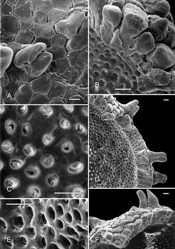 Figure 3. Clockhousea capelensis. SEM. A. Detail of spore depicted in Figure 2A showing ‘negative reticulum’ and composite baculate process, sample DJBCl88/10, preparation MCM193, BGS reg. MPK13811. B–F. Details of specimen broken in half, DJBCl88/10, MCM193, MPK13812: B. Components of ‘negative reticulum’ become narrower towards interior surface of wall, giving them a clavate appearance; they are attached to a thin inner, perforated layer; C. Detail of part of inner surface of perforated layer; D. General view of part of broken specimen; E. Perforations of another part of inner layer viewed more obliquely than in C; F. Part of wall showing an exinal extension that consists of single baculate and spinose elements that are not fused together. Scale bars – 10 μm.