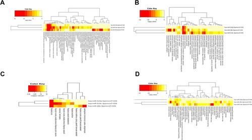 Figure 7 GO and KEGG analysis of hsa-miR-29b-3p, hsa-miR-519c-3p and hsa-miR-520a-5p. BP (A), CC (B) and MF (C) terms and enriched (D) KEGG pathways.