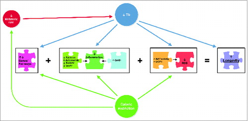 Figure 3. A conceptual model illustrating the mechanisms linking caloric restriction and reduced body temperature (Tb) and their influence on longevity. Adapted from: Carrillo AE, Flouris AD. Caloric restriction and longevity: effects of reduced body temperature. Aging Res Rev 2011; 10:153–62. Note: BAT = brown adipose tissue; UCP1 = uncoupling protein one; ROS = reactive oxygen species.