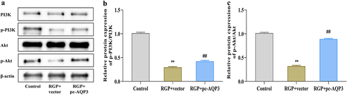 Figure 6. RGP inhibits PI3K/Akt pathway in AGS cells by downregulating AQP3.