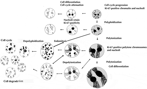 Figure 4. The hypothetical scheme of different modes of cell cycle modifications in the trabecular trophoblast cells in the course of their differentiation followed by degradation. In the region adjoining the endometrium the trophoblast cells actively proliferate and polyploidize via polyploidizing (reduced) mitoses, showing a high level of cell cycle progression; then some of the cells leave the cell cycle. The differentiated trabecular trophoblast cells continue genome reproduction cycles switching to endocycles – polytenization and endomitosis, thereby reaching high ploidy levels of 8–256c. The endomitotic nuclei may also result from depolytenization. In turn, it may lead to genome segregation. These processes are mostly accompanied by cell cycle attenuation with the exception of a minor cell population capable of cell cycle persistence. Ki-67-immunostained structures are shown by black color, Ki-67 immunonegative are gray.